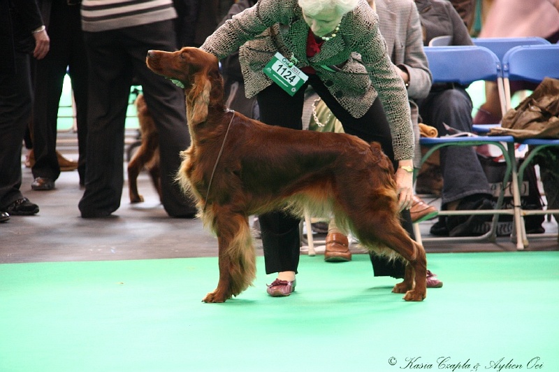 Crufts2011 355.jpg